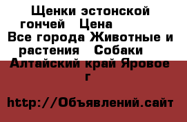 Щенки эстонской гончей › Цена ­ 7 000 - Все города Животные и растения » Собаки   . Алтайский край,Яровое г.